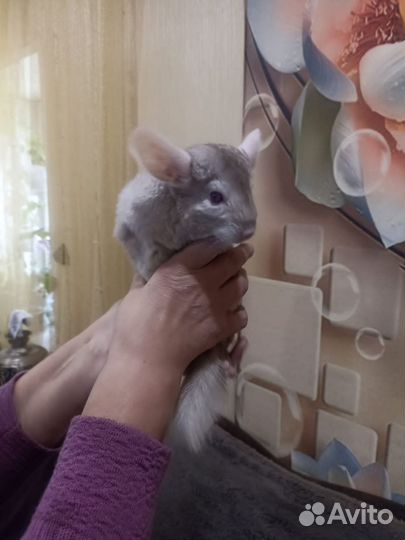 Шиншиллы пара с вольером
