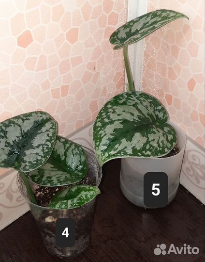 Сциндапсусы и эпипремнумы