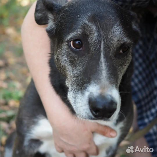 В поисках дома чудесная Кьяра