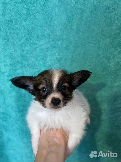 Щенки папийоны