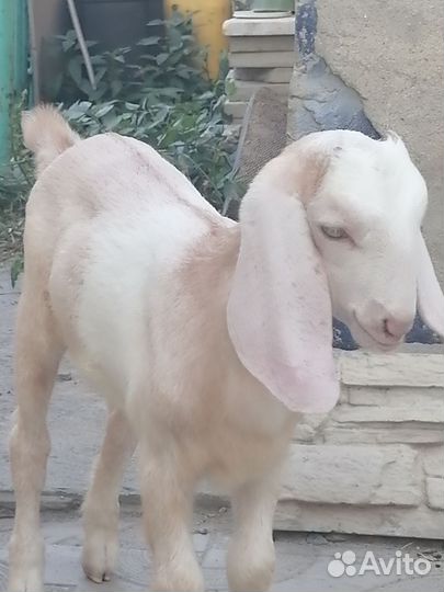 Коза нубийская