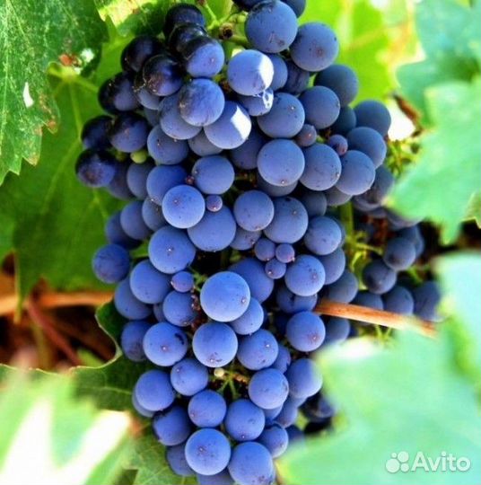 Виноград «Изабелла»