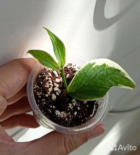 Хойи с красивыми листьями, ксерозициос, дисхидия