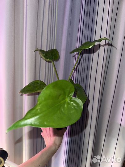 Алоказия кукулата