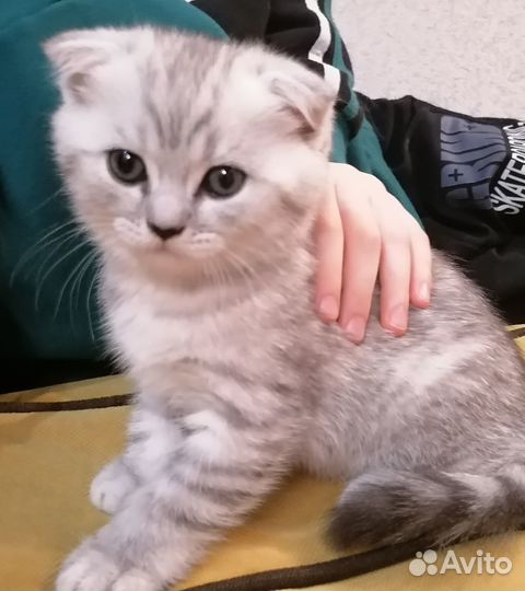Шотландские котята