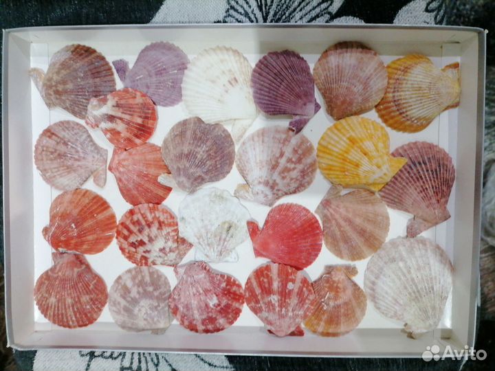 Ракушки для аквариума