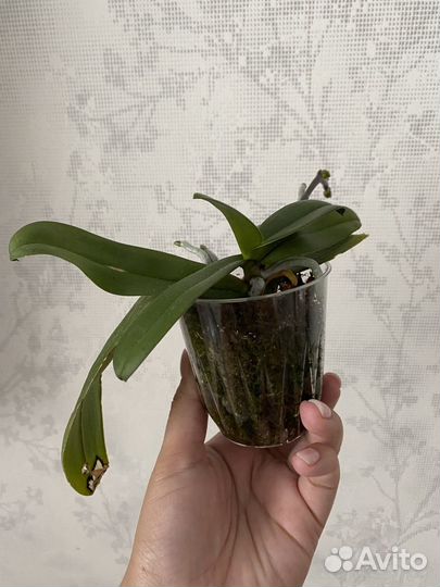 Орхидея spring dancer