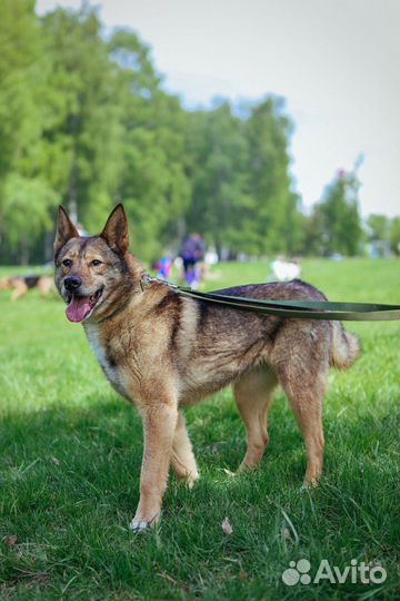 Стеша метис лайки ей очень нужен дом и семья
