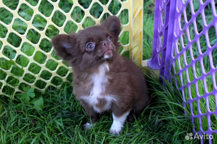 Шоколадная Леди