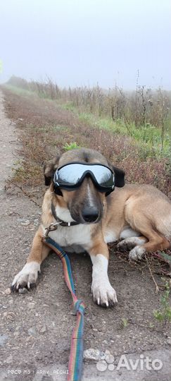 Родители разводятся,заберите Арчи