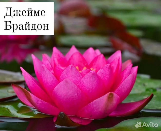 Нимфеи кувшинки