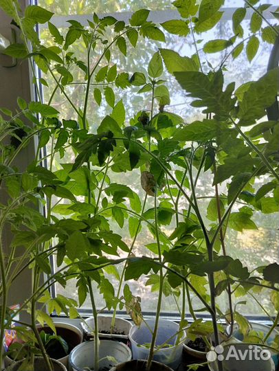 Рассада балконных помидор