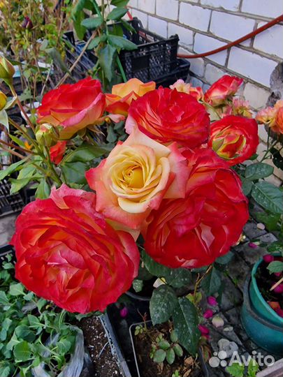 Роза премиум класса