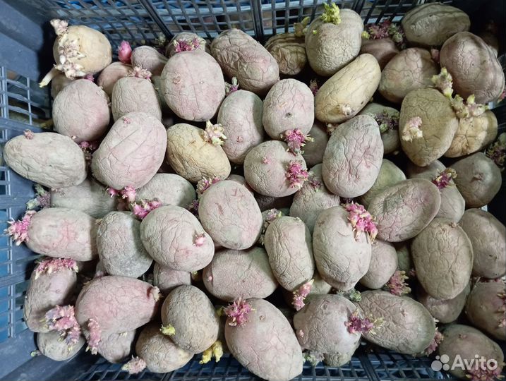 Картофель на посадку