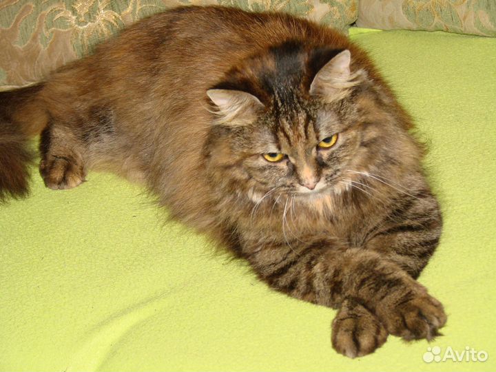 Передержка