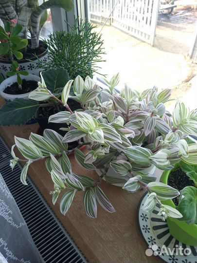 Комнатные растения