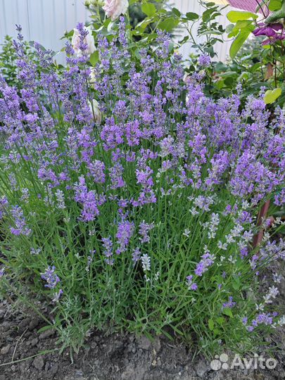 Лаванда