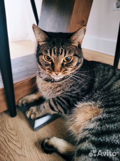 Котик, два года