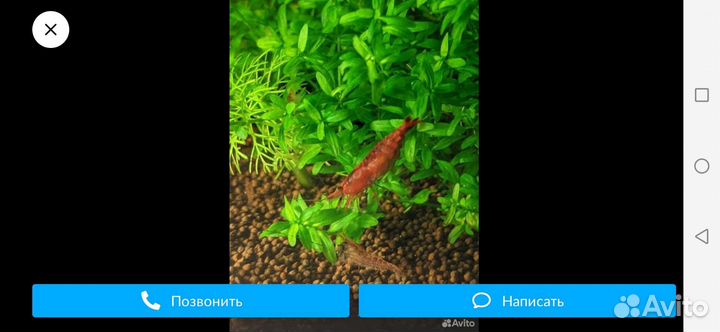 Вишневая креветки