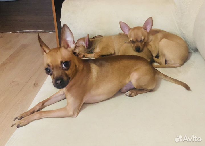 Маленькая собака