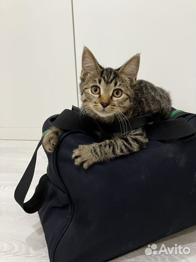 Нюша-мягкая плюшечка