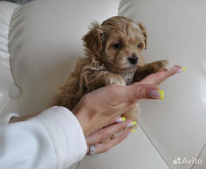 Щенки мальтипу f1 мини в Москве