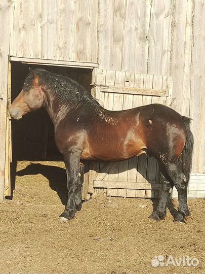 Жеребец тяжеловоз