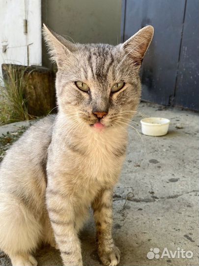 Котик