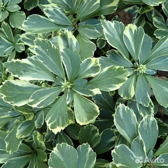 Пахизандра верхушечная Variegata