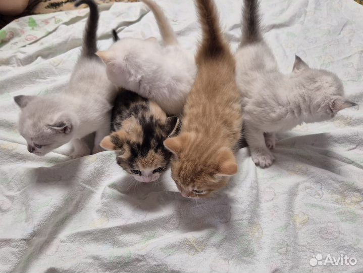 Котята в добрые руки 1 месяц