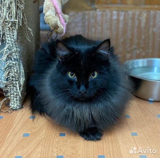 Кот-песец - кастрирован, привит в дар