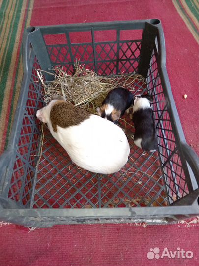 Морские свинки