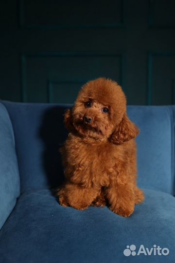 Той-пудель ред браун