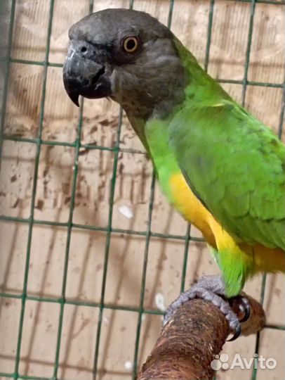 Попугай амазон и сенегалы