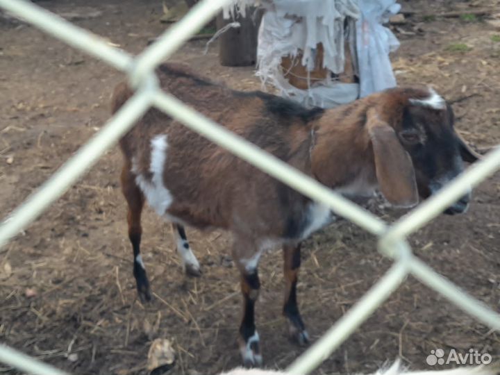 Коза нубийская