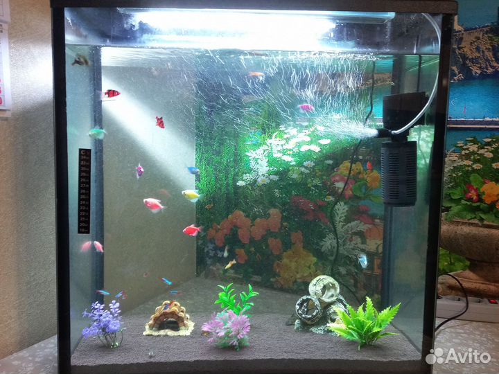Аквариумные рыбки аквариум