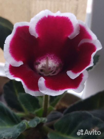 Глоксиния махровая