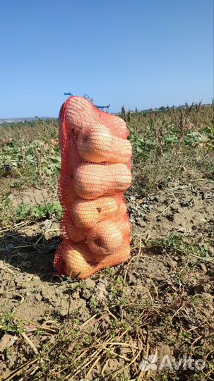 Семена тыква матильда