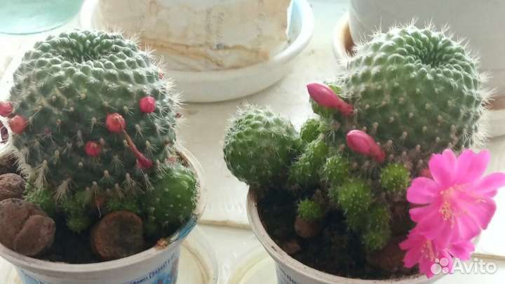 Детки цветущего кактуса