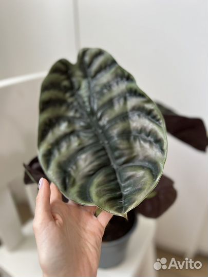 Алоказия ред секрет