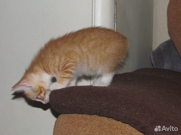 Котята курильского бобтейла