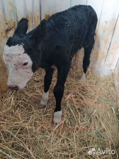 Телята разные