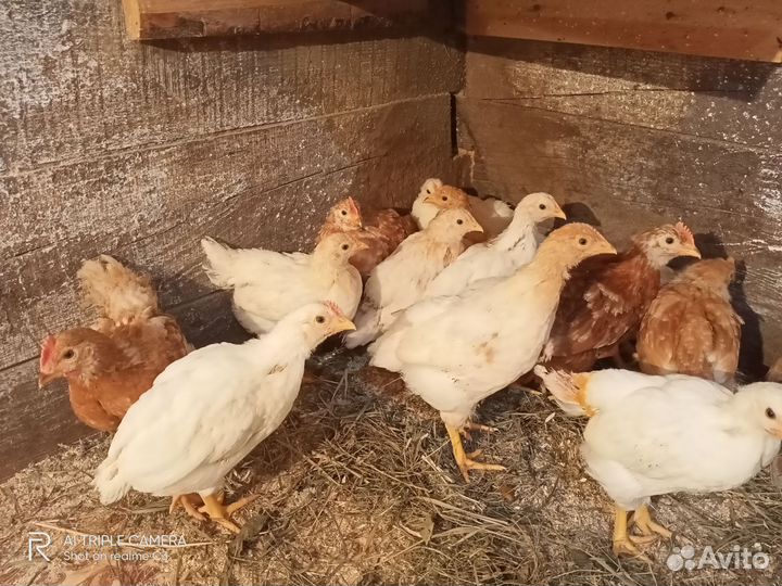 Месячные цыплята курочек-несушек