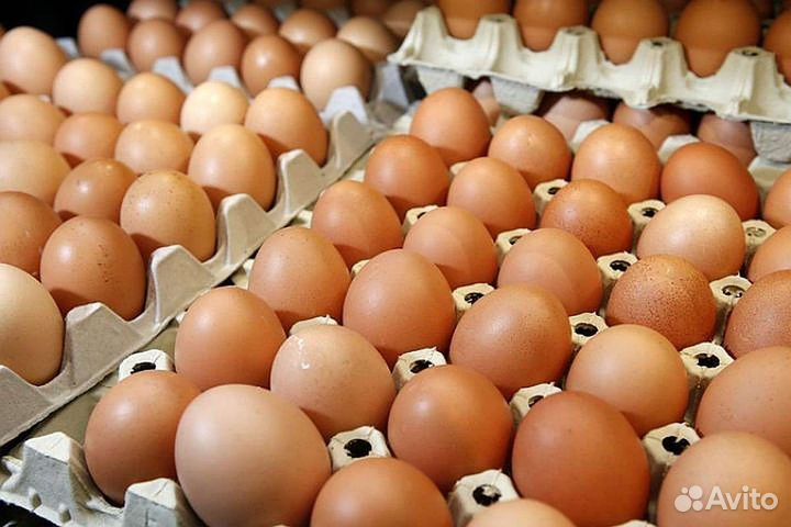 Инкубационное яйцо