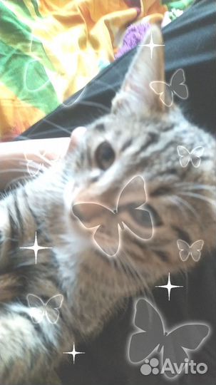 Мейн-кун в добрые руки