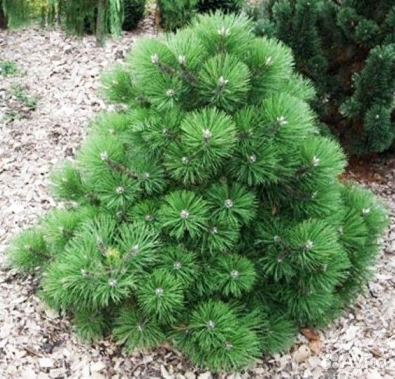 Сосны сортовые