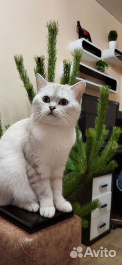 Вязка С котом