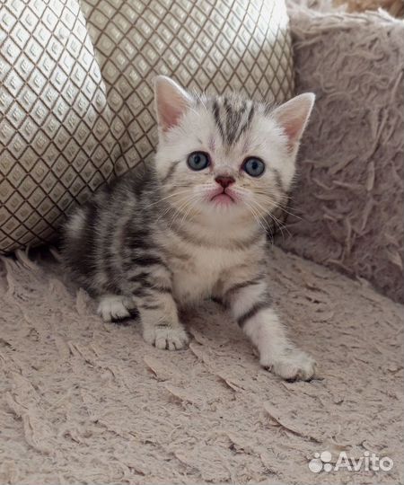 Шотландские котята