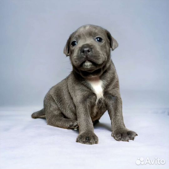 Стаффордширский бультерьер щенки