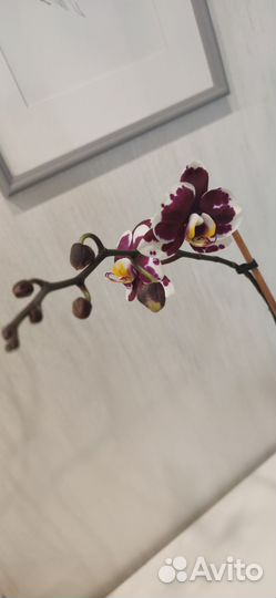 Орхидея фаленопсис